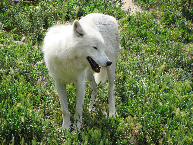 Loups en LOZERE (10)