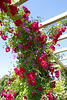 Rose and clematis on the long pergola