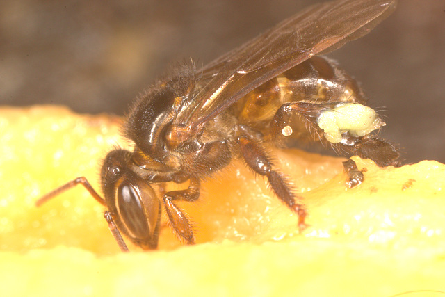 IMG 7338Bee eatingbanana