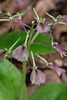 Liparis liliifolia (Lily-leaf Twayblade orchid)