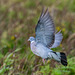 Wood pigeon in flight