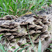 Day 8, fungi, Santa Ana NWR