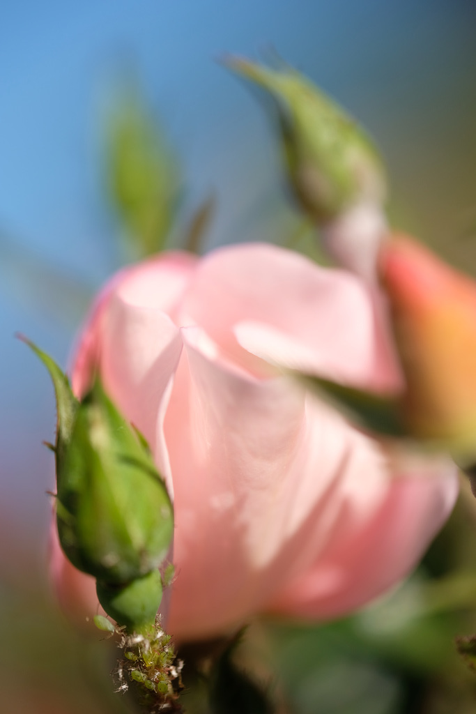DSCF7548