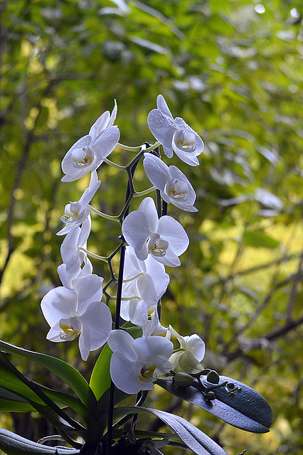 Orchids