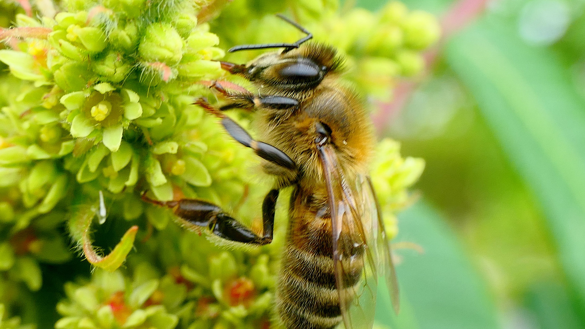 Butiner le Sumac de Virginie !