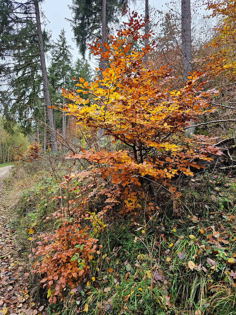 Blankenheim Hüngersdorf