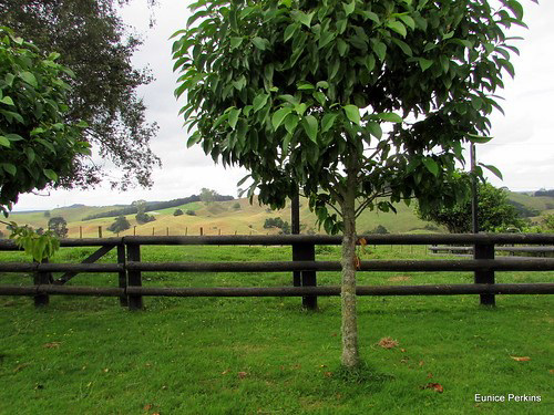 Fence Between Trees.