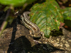 Common lizard