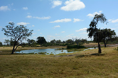 Zimbabwe, Watering Hole in Hwange National Park