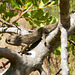 Camaleão-comum (Chamaeleo chamaeleo)
