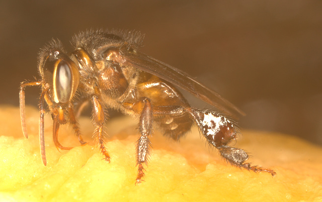 IMG 7287Bee eatingbanana