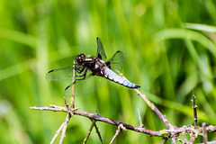 Broad-bodied Chaser - DSA 0239