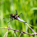 Broad-bodied Chaser - DSA 0239