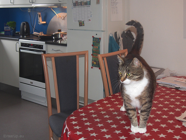 "I'm not supposed to be on the dining table..." - Happy Caturday