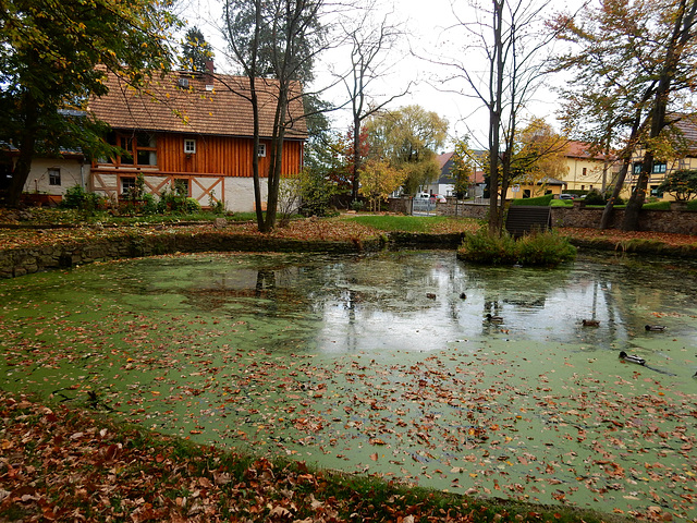 Herbst in Seifersdorf bei Radeberg