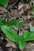 Liparis liliifolia (Lily-leaf Twayblade orchid)