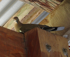 White-winged Dove on her nest