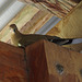 White-winged Dove on her nest
