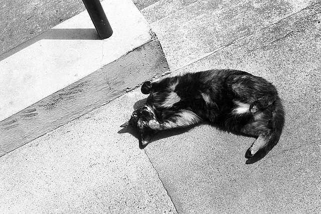 Katze