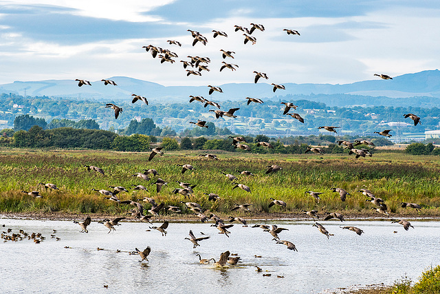 Canada geese at Burton Wetlands