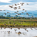 Canada geese at Burton Wetlands