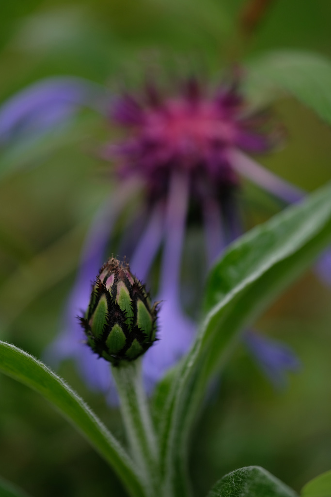 DSCF8277