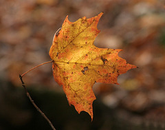 39/50 maple leaf, feuille d'érable