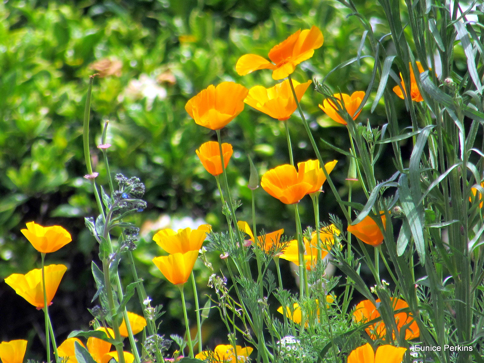 Californian Poppies.