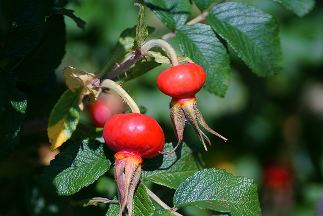 Früchte der Kartoffelrose