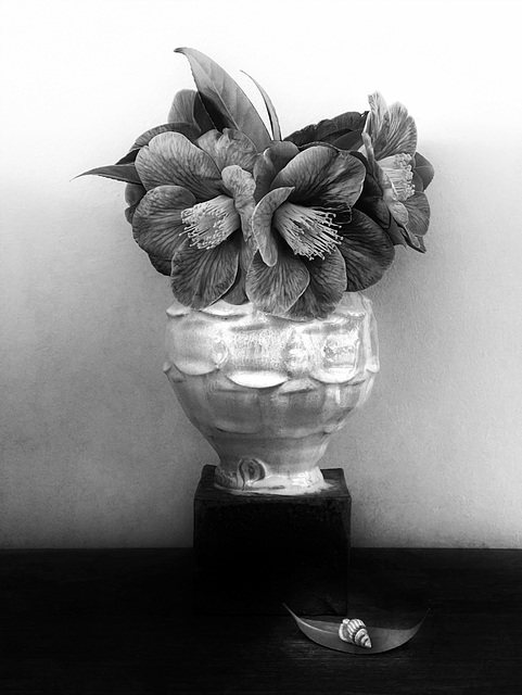 camellias b&w