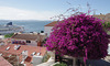 Norwegian Star and bougainvillea