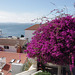 Norwegian Star and bougainvillea