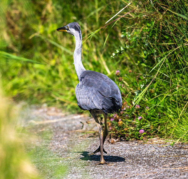 Young heron I found myself sharing a path with..