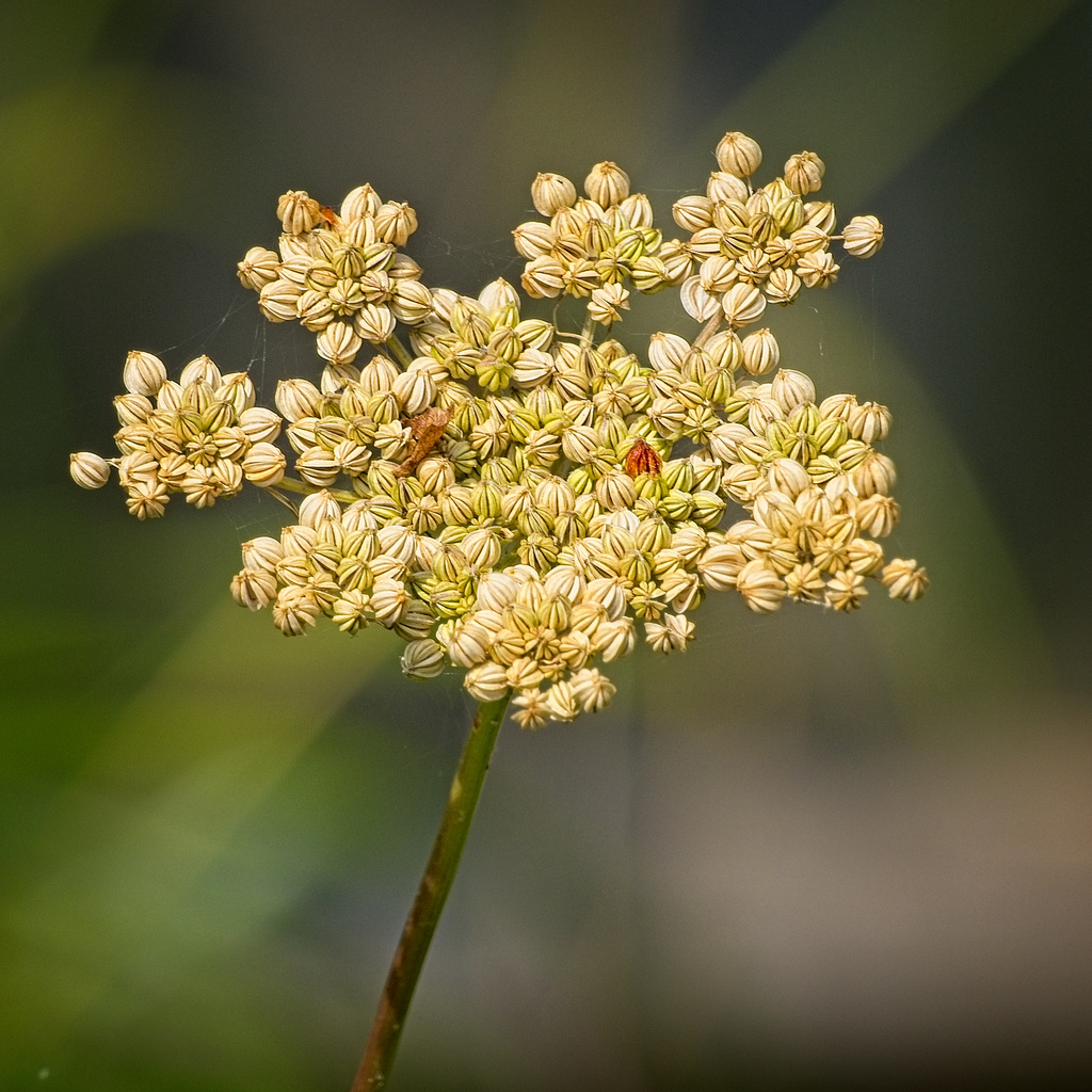 Fool's Parsley Seedhead (Arethusa cynapium)