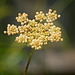 Fool's Parsley Seedhead (Arethusa cynapium)