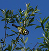 parc des oiseaux - Villars les Dombes