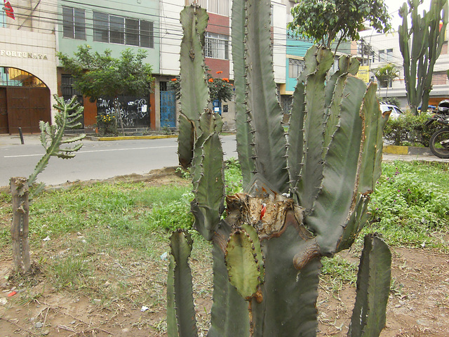Kaktus als Mülleimer