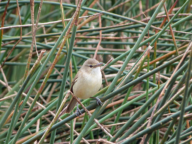 reedwarbler