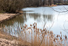 20150406 7560VRAw [D~SHG] Schilfrohr (Phragmites australis), Baggersee,  Rinteln