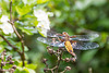 Broad-bodied Chaser - DSA 0276