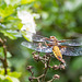 Broad-bodied Chaser - DSA 0276