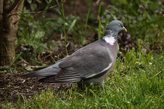 20160425 1270VRTw [D~LIP] Ringeltaube (Columba palumbus), Bad Salzuflen