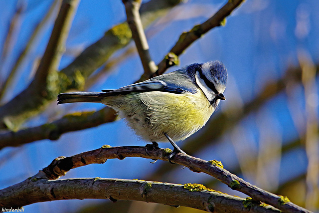 Blue Tit   /   March 2018