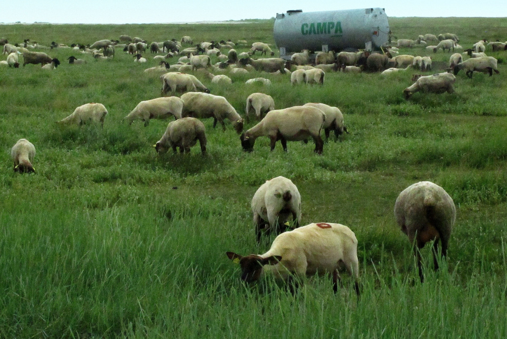 Moutons de pré salés