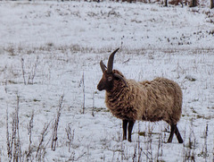 Jacob's Sheep at Arndilly