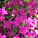 Bouganvillea at its best