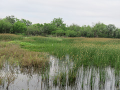 Day 8, Santa Ana NWR, Texas