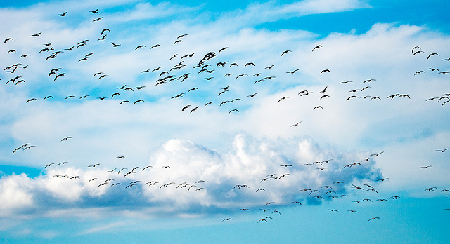 Canada geese coming into Burton Wetlands reserve