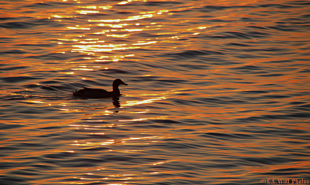 Duck in Hot Water