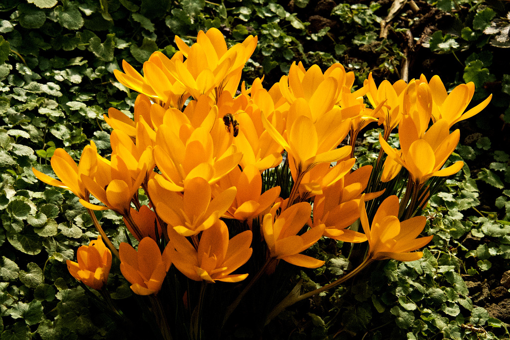 Krokusse